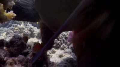 And swim straight into
the grouper's jaws. - Blue Planet II