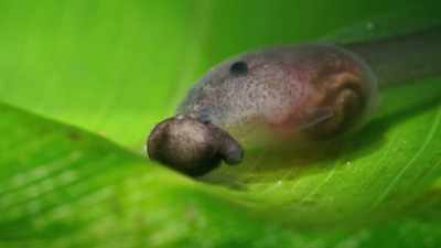 And her tadpole gets a much-needed meal. - Seven Worlds, One Planet