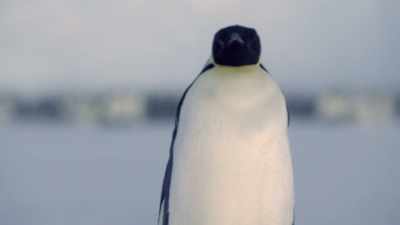 And to take his turn collecting
food for the chick. - Dynasties