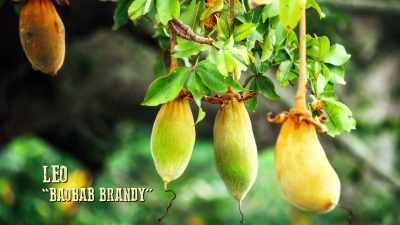   And, it takes a 100 years
  to bear fruit. - Moonshiners: Master Distiller