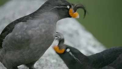 And his tangerine perfume
attracts an admirer. - Frozen Planet II