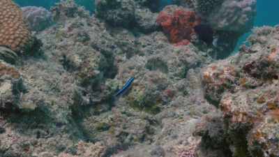 And that is bad for business
for the blenny, too. - Attenborough's Life in Colour