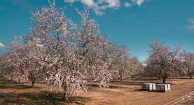 And if that crop
isn't pollinated - The Pollinators