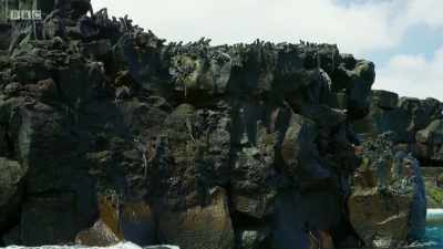 ..and that has made the iguanas here
different from all their relatives. - Planet Earth: A Celebration