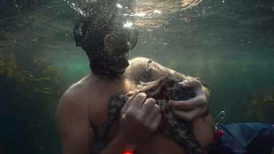 And that was the last time
we had physical contact. - My Octopus Teacher