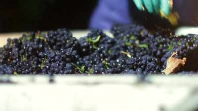 And before that, throughout
the whole growing season, - Tin City