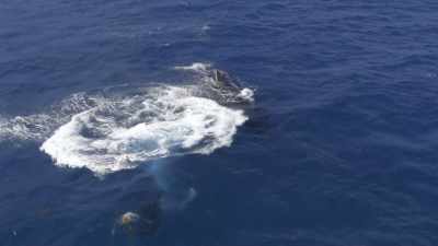 And that's amazing,
because you're talking about - Secrets of the Whales