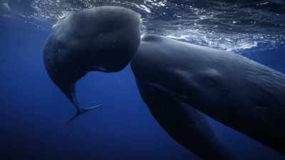 And that's not because
they're different species... - Secrets of the Whales