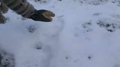 And that's the
right, right foot, - Life Below Zero: Next Generation