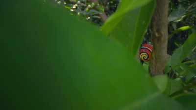 And that's where the snail's
varying colours may come in. - Attenborough's Life in Colour