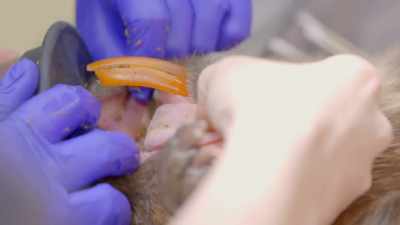 And that's because there's
damage to the upper incisor - Secrets of the Zoo