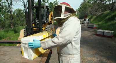 And that's what is
in this box here, - The Pollinators
