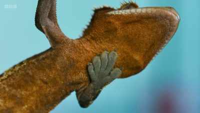 And that's what the gecko
is taking advantage of. - Secrets of Size: Atoms to Supergalaxies