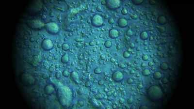 And that's when, using this technique
called atomic force microscopy, - Superhuman: The Invisible Made Visible