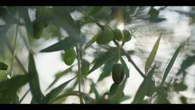 And that's why the plant a vineyard, olive trees. - The History of Home Narrated by Nick Offerman