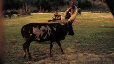 And the animals roam
under a whole new light... - Magic of Disney's Animal Kingdom