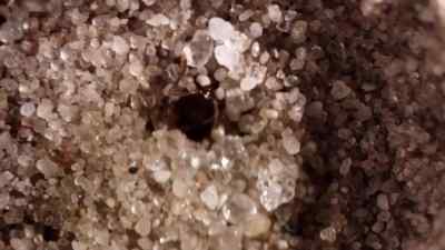 And the ant-lion drags
it beneath the sand... - Micro Monsters with David Attenborough
