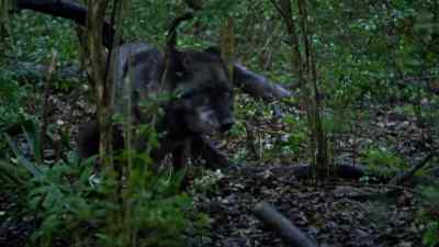 "And the beasts
shall stand in judgment - Zoo