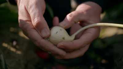 And the best way to get healthy bulbs, - Europe From Above