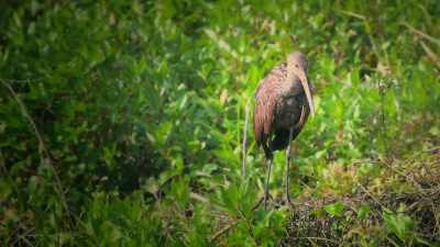 And, while the bird is wondering
whether it is edible or not, - Attenborough's Life in Colour