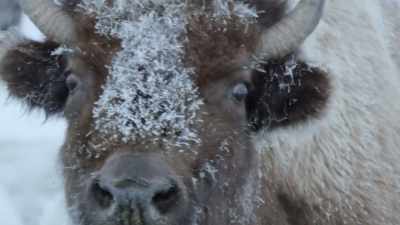 And the bison is at its weakest. - Epic Yellowstone