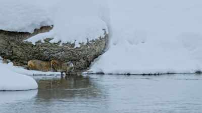 And if the bobcat
is going to feed, - Yellowstone: One-Fifty