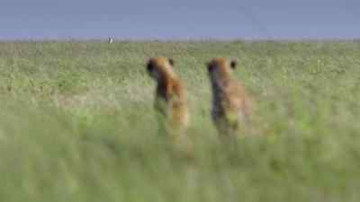 And the bold trespasser
isn't even hiding. - Predators