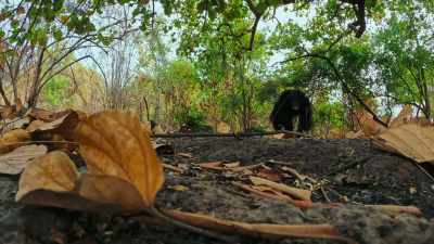 And the chimps soon grew curious. - The Secret Lives of Animals