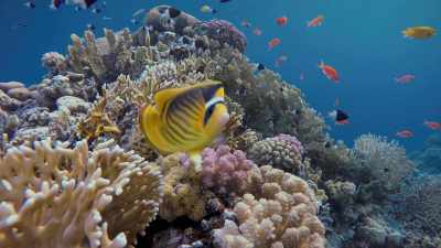 And the colours an animal develops
can sometimes be influenced - Attenborough's Life in Colour
