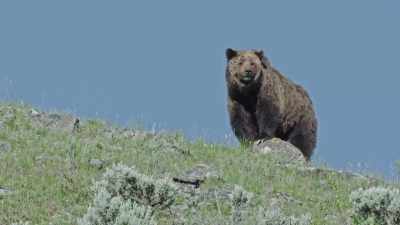 And the competition
has returned. - Epic Yellowstone