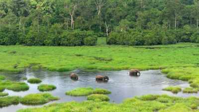 And as the Congo's main seed dispersers, - Our Planet