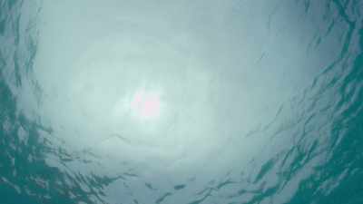 And the consequences are going to
not just affect oceanic ecosystems, - Sharkwater Extinction