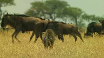 ..and the crowds are
just adding to the tension. - Serengeti