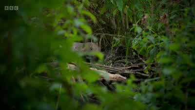 And the dams that these ecosystem engineers build help to filter the water. - Wild London