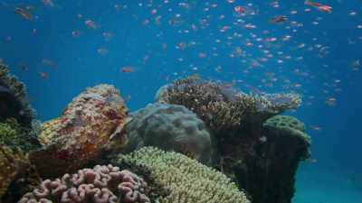 and the deceptive stonefish - Super/Natural