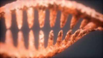 And if the DNA in our cells
get damaged, - Human: The World Within