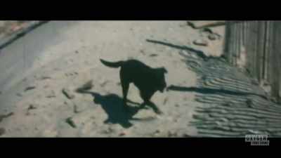 And the dog veered off and
started barking at something. - Lady of the Dunes: Hunting the Cape Cod Killer