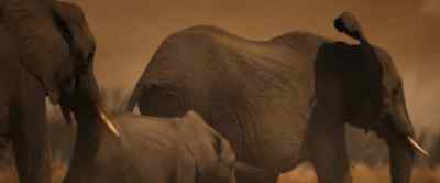 And the elephants' struggle
hasn't gone unnoticed. - Our Universe