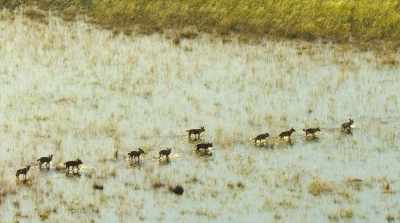 And the floodwaters are slowing them down. - Surviving Paradise: A Family Tale