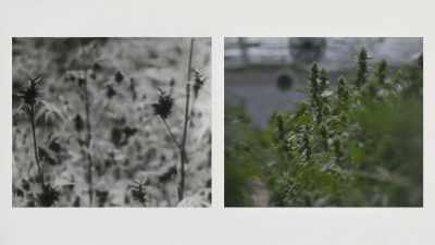 And the flowers are huge, - Explained