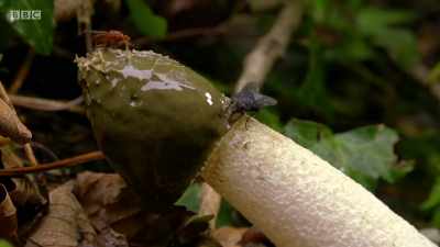 And when the fly leaves, it carries
them away to scatter elsewhere. - Wales: Land of the Wild