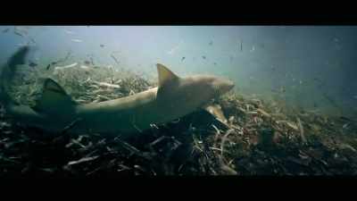 And the go to species
that everyone thinks of - Envoy: Shark Cull