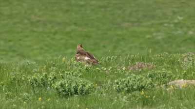And the golden eagle brings
the kill back to the nest. - Yellowstone: One-Fifty