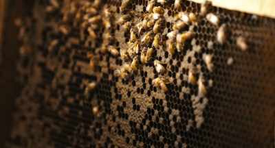 And the importance is
that our food system - The Pollinators