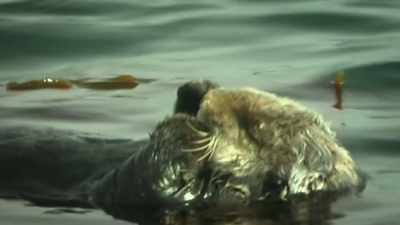 And the kelp forest is a--
is a great place - United States of Animals