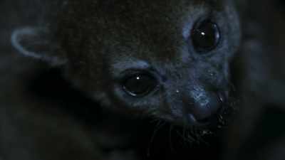 And the kinkajous -
they also get well served, - The Green Planet