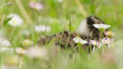 ..and the lapwing chick gets
back to its mother. - Wild Isles