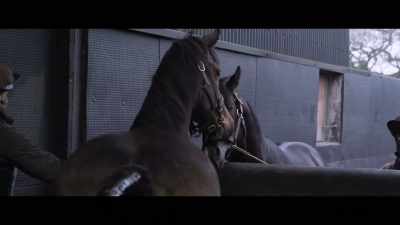And the less times
we cover the mare, - Horsepower