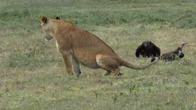 And... the lion shared too much. - Absurd Planet