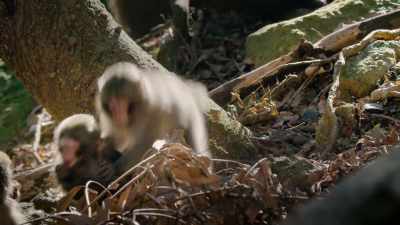 And the macaques are the key - Our Great National Parks